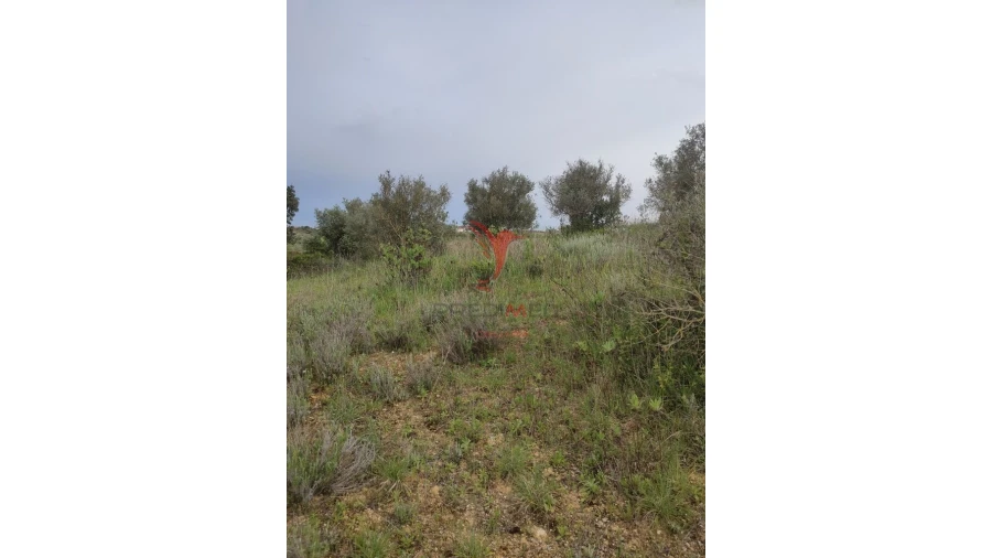 Terreno para Venda em Achete, Azoia de Baixo e Póvoa de Santarém Foto 5