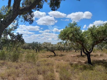 Terreno para Venda em São Miguel de Machede