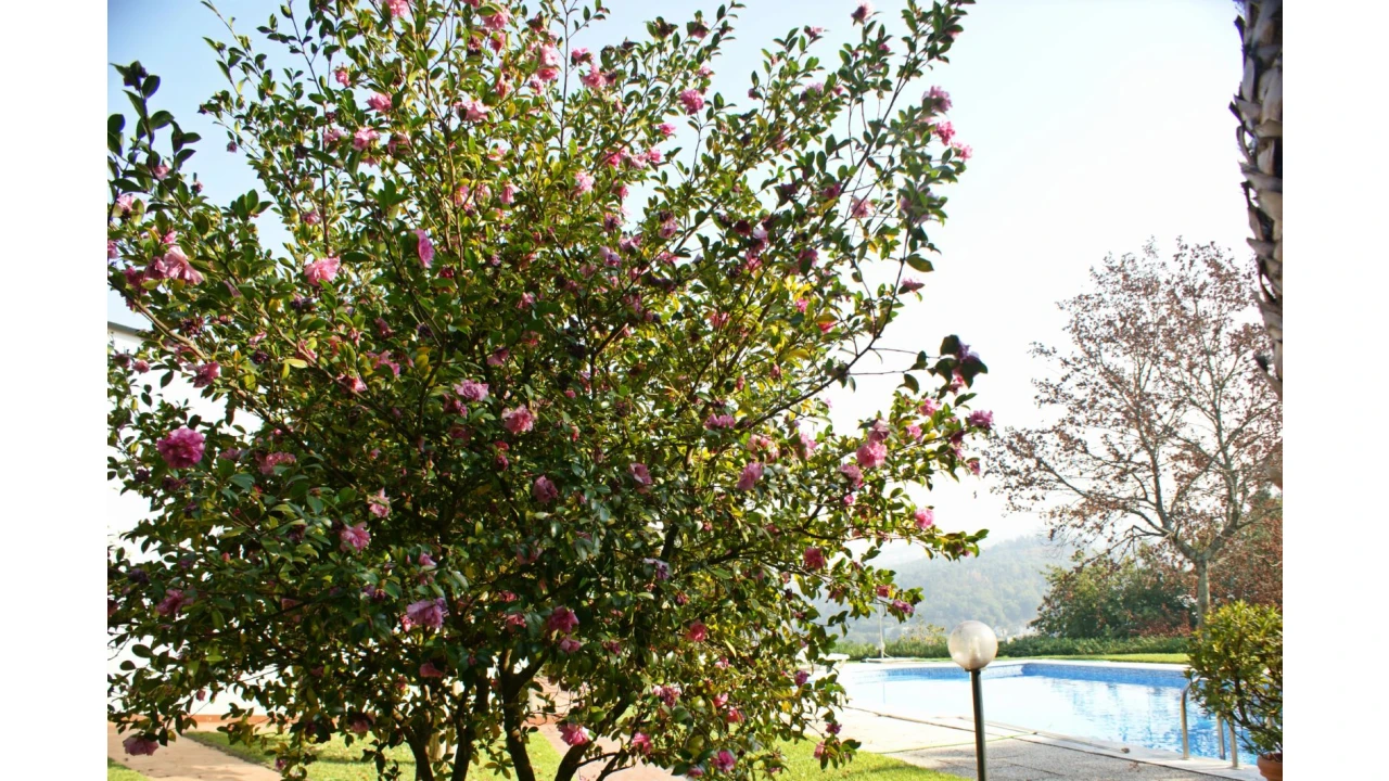 Quinta T4 para Venda em Selho São Lourenço e Gominhães Foto 7