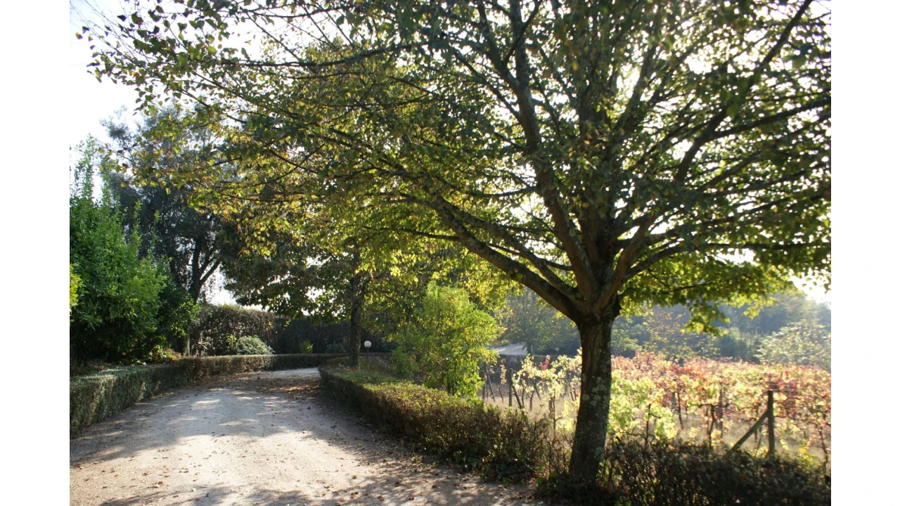 Quinta T4 para Venda em Selho São Lourenço e Gominhães Foto 19