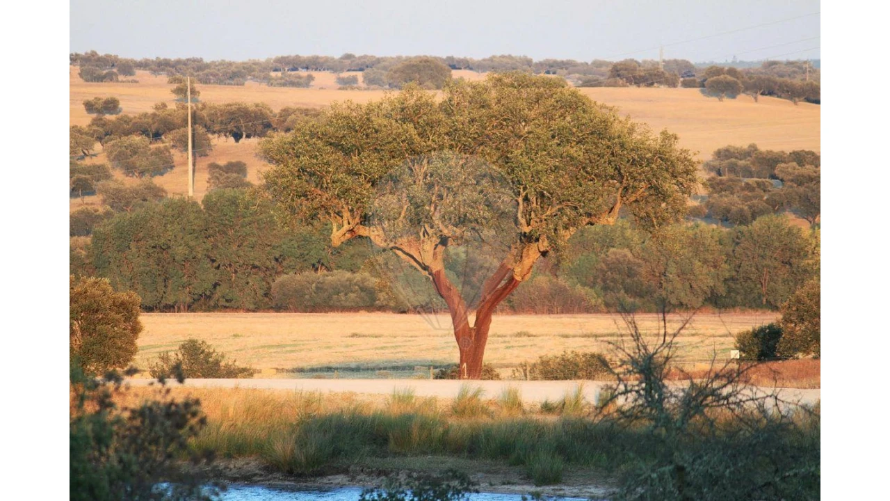 Negócio para Venda em Cunheira Foto 20