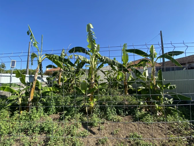 Quinta T3 para Venda em Guia, Ilha e Mata Mourisca Foto 43