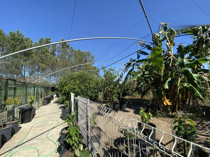 Quinta T3 para Venda em Guia, Ilha e Mata Mourisca Foto 24