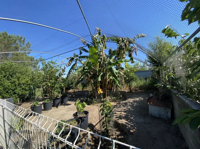 Quinta T3 para Venda em Guia, Ilha e Mata Mourisca Foto 23