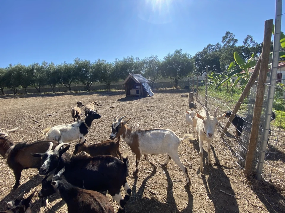 Quinta T3 para Venda em Guia, Ilha e Mata Mourisca Foto 44