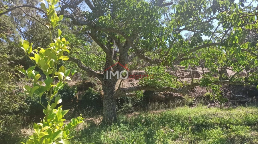 Quinta T3 para Venda em Santa Maria da Devesa Foto 19