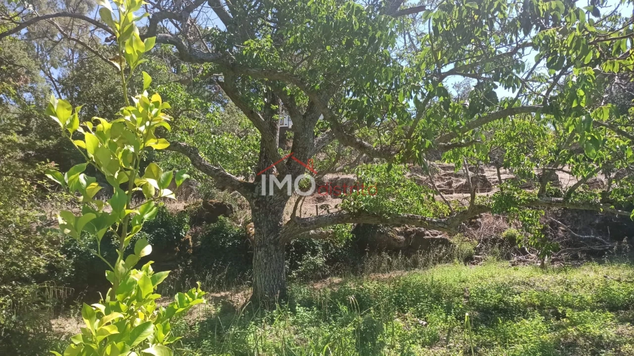 Quinta T3 para Venda em Santa Maria da Devesa Foto 19