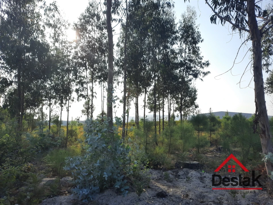 Terreno para Venda em Campia Foto 5