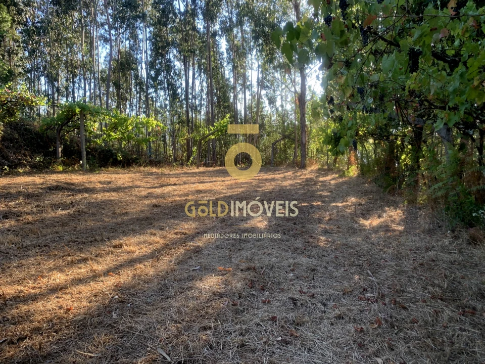 Terreno Agricola ou Rústico para Venda em Travanca Foto 8