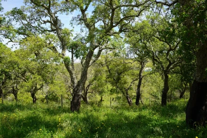 Terreno Agricola ou Rústico para Venda em Grândola e Santa Margarida da Serra