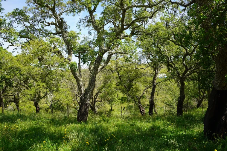 Terreno Agricola ou Rústico para Venda em Grândola e Santa Margarida da Serra Foto 6