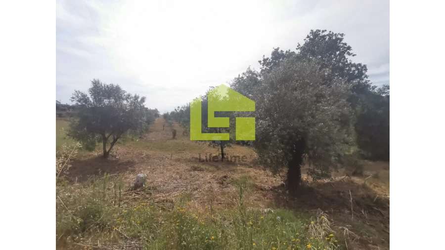 Terreno para Venda em Ega Foto 17