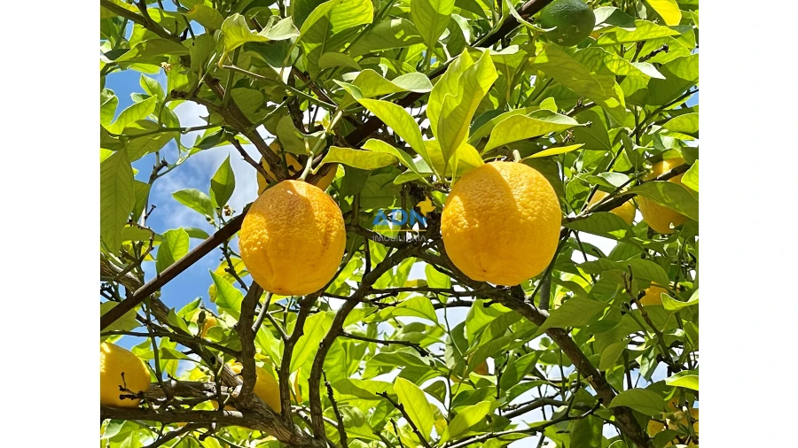 Negócio para Venda em Castelo Branco Foto 14
