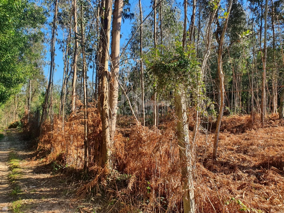 Terreno Agricola ou Rústico para Venda em São Miguel do Souto e Mosteirô Foto 15