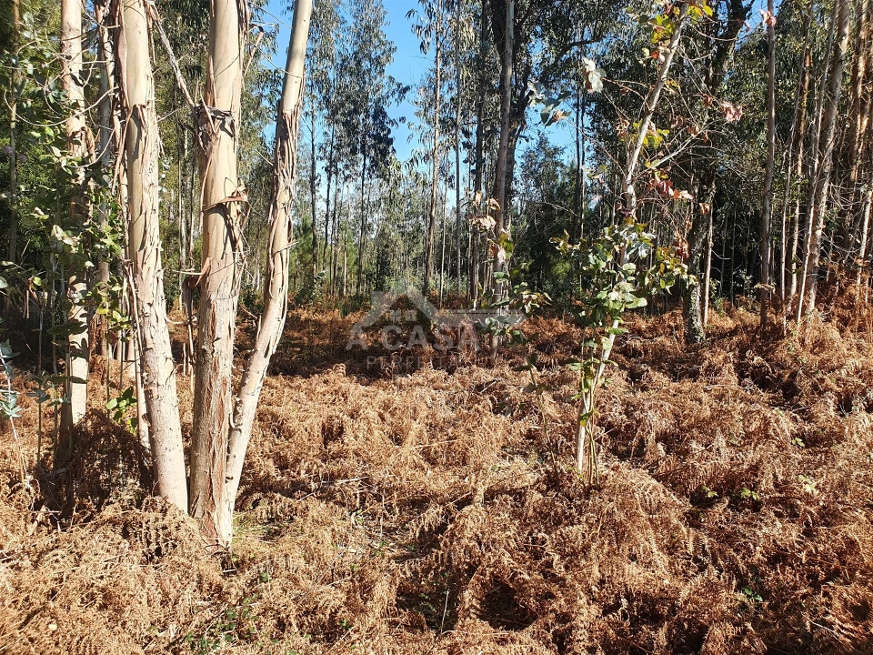 Terreno Agricola ou Rústico para Venda em São Miguel do Souto e Mosteirô Foto 13