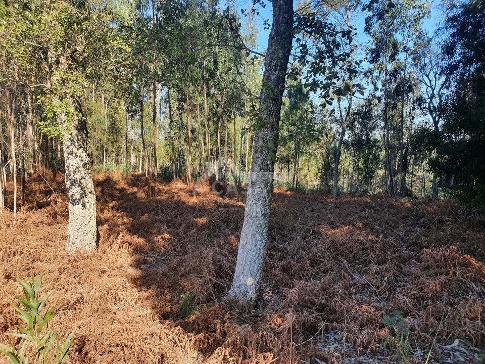 Terreno Agricola ou Rústico para Venda em São Miguel do Souto e Mosteirô Foto 12