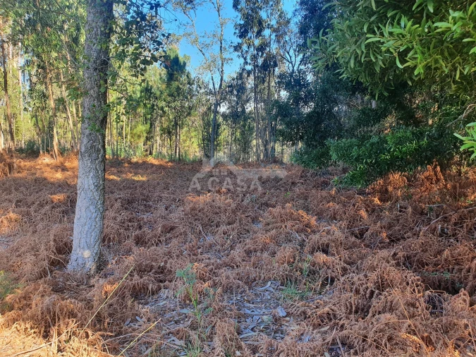 Terreno Agricola ou Rústico para Venda em São Miguel do Souto e Mosteirô Foto 11