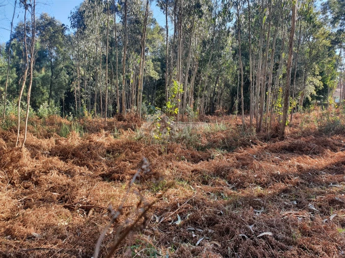 Terreno Agricola ou Rústico para Venda em São Miguel do Souto e Mosteirô Foto 17