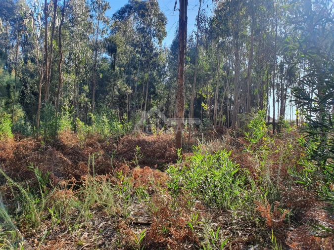 Terreno Agricola ou Rústico para Venda em São Miguel do Souto e Mosteirô Foto 19