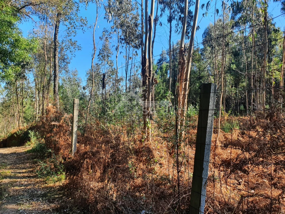 Terreno Agricola ou Rústico para Venda em São Miguel do Souto e Mosteirô Foto 18