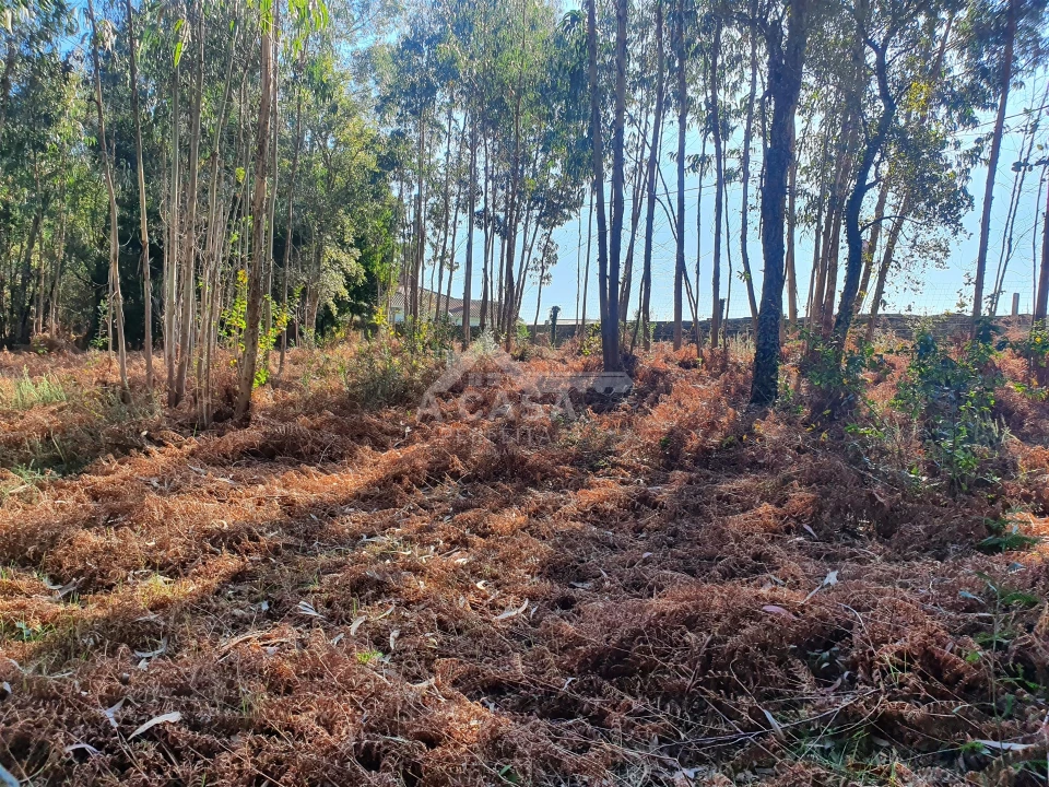 Terreno Agricola ou Rústico para Venda em São Miguel do Souto e Mosteirô Foto 16