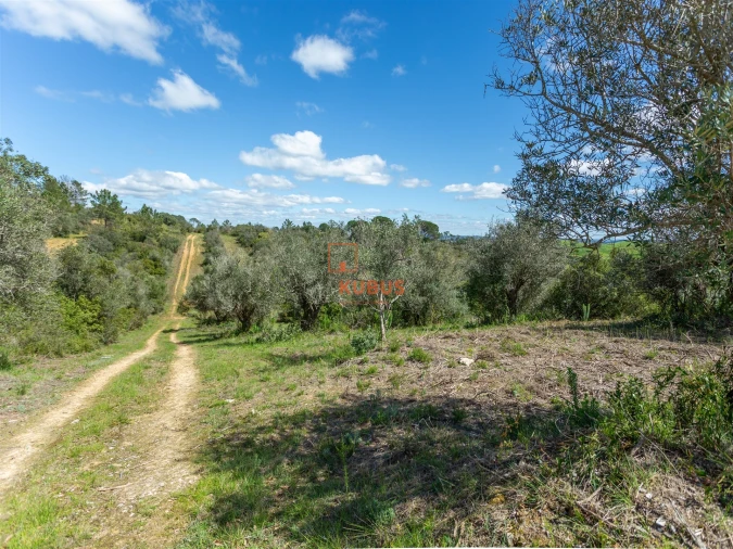 Terreno Agricola ou Rústico para Venda em Olaia e Paço Foto 3