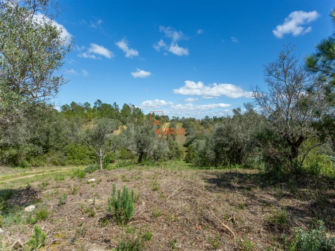 Terreno Agricola ou Rústico para Venda em Olaia e Paço Foto 1