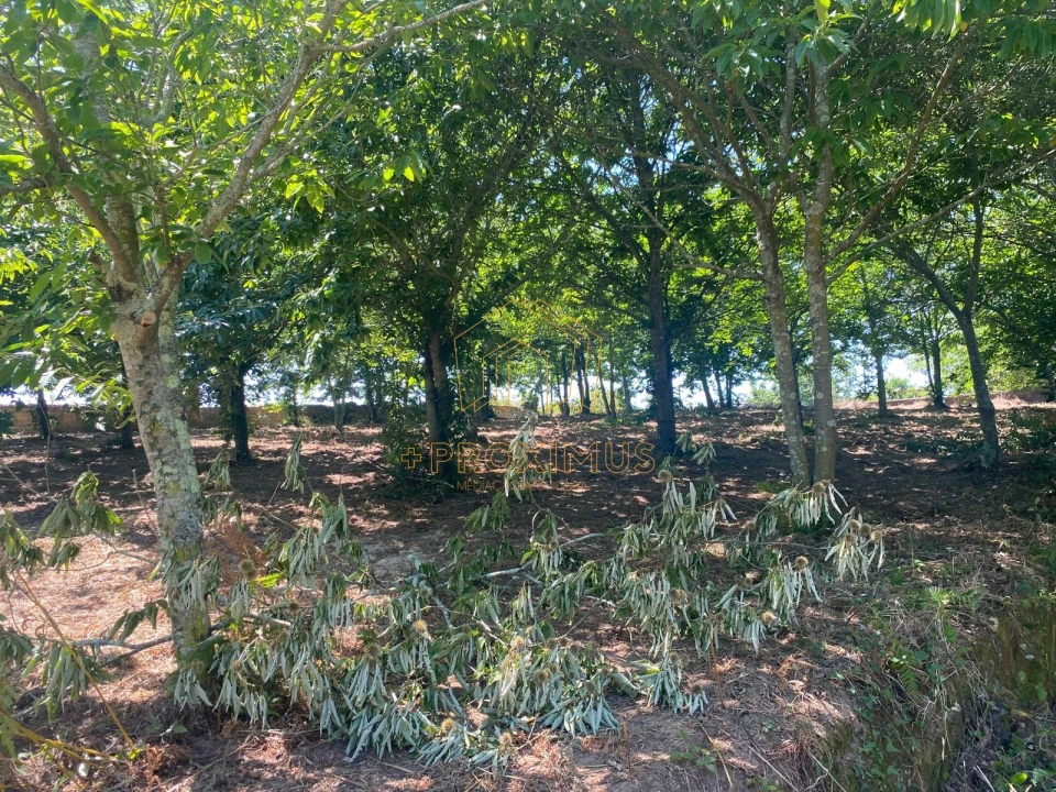 Terreno para Venda em Amoreira da Gândara, Paredes do Bairro e Ancas Foto 13