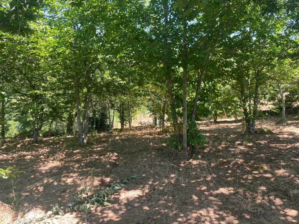 Terreno para Venda em Amoreira da Gândara, Paredes do Bairro e Ancas Foto 14