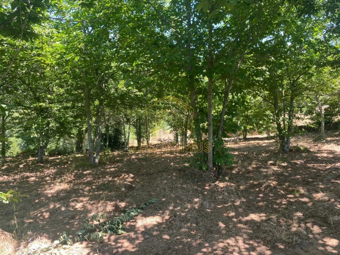 Terreno para Venda em Amoreira da Gândara, Paredes do Bairro e Ancas Foto 14