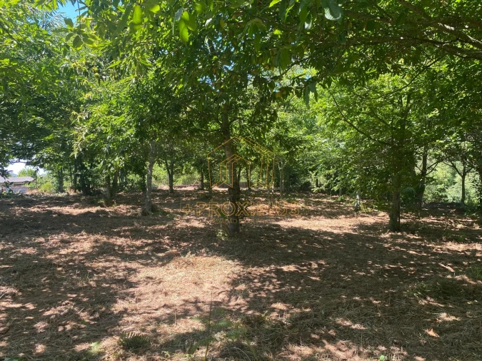 Terreno para Venda em Amoreira da Gândara, Paredes do Bairro e Ancas Foto 12