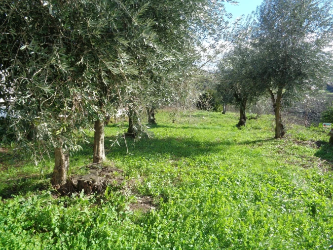 Terreno para Venda em Teixoso e Sarzedo Foto 2