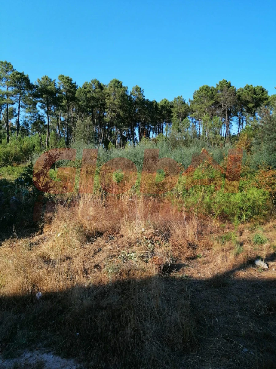 Terreno para Venda em Rio de Loba Foto 3