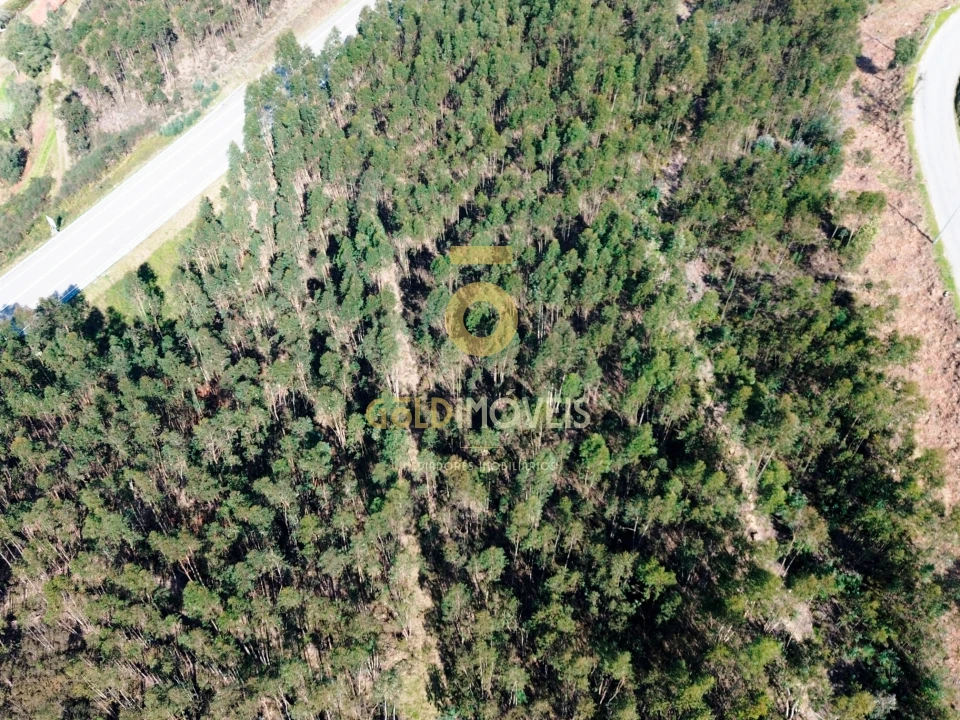 Terreno Agricola ou Rústico para Venda em Santa Maria de Sardoura Foto 15
