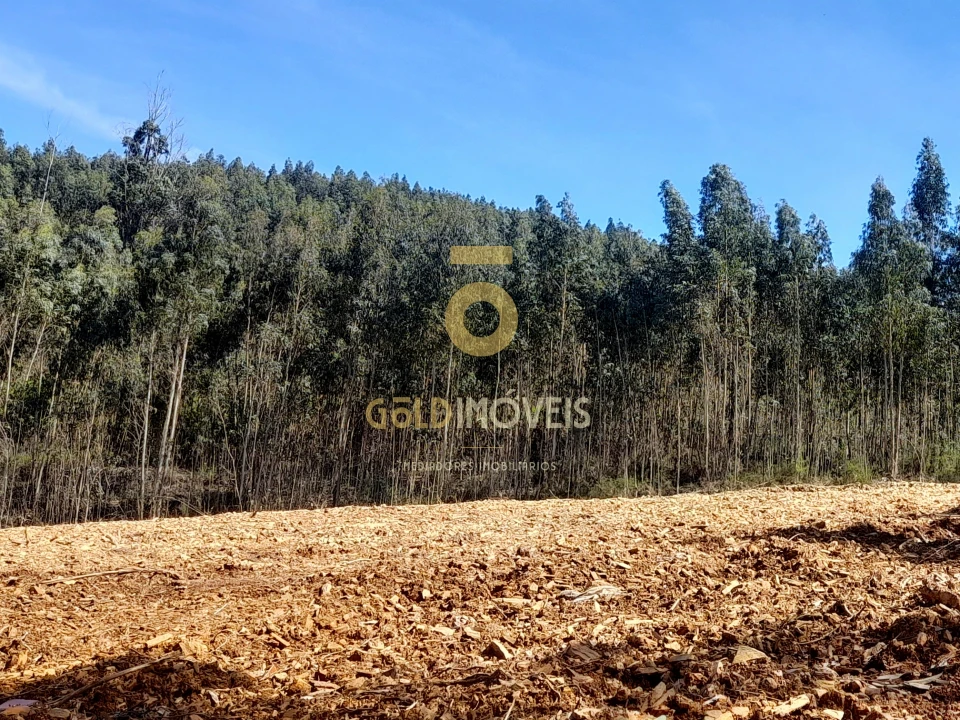 Terreno Agricola ou Rústico para Venda em Santa Maria de Sardoura Foto 6