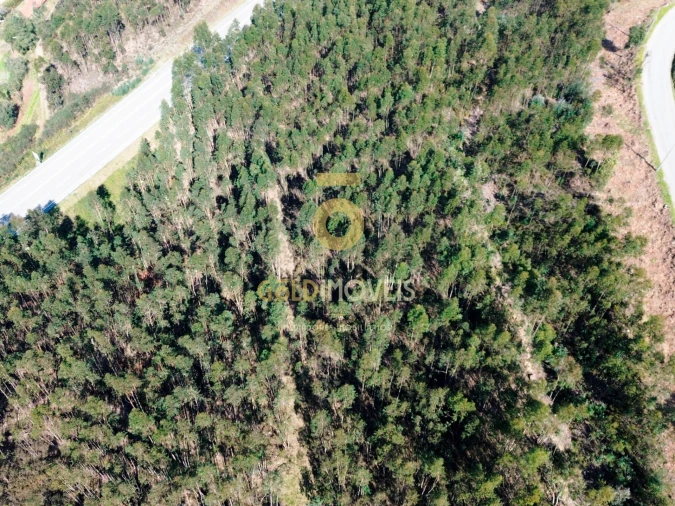Terreno Agricola ou Rústico para Venda em Santa Maria de Sardoura Foto 15