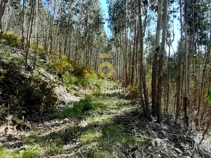 Terreno Agricola ou Rústico para Venda em Santa Maria de Sardoura Foto 3