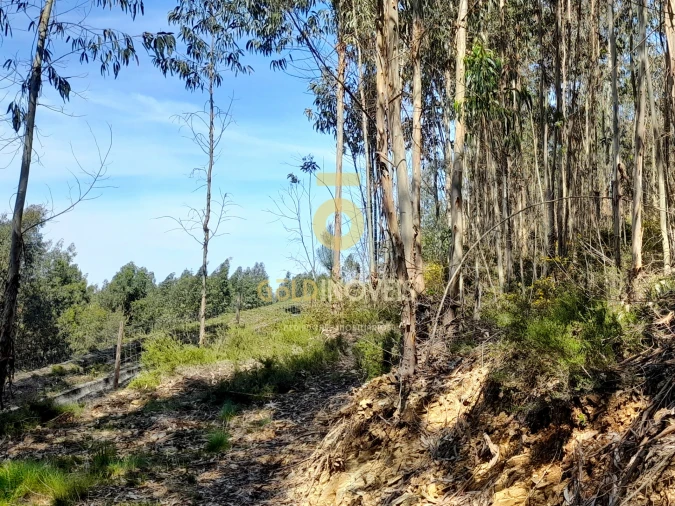 Terreno Agricola ou Rústico para Venda em Santa Maria de Sardoura Foto 4