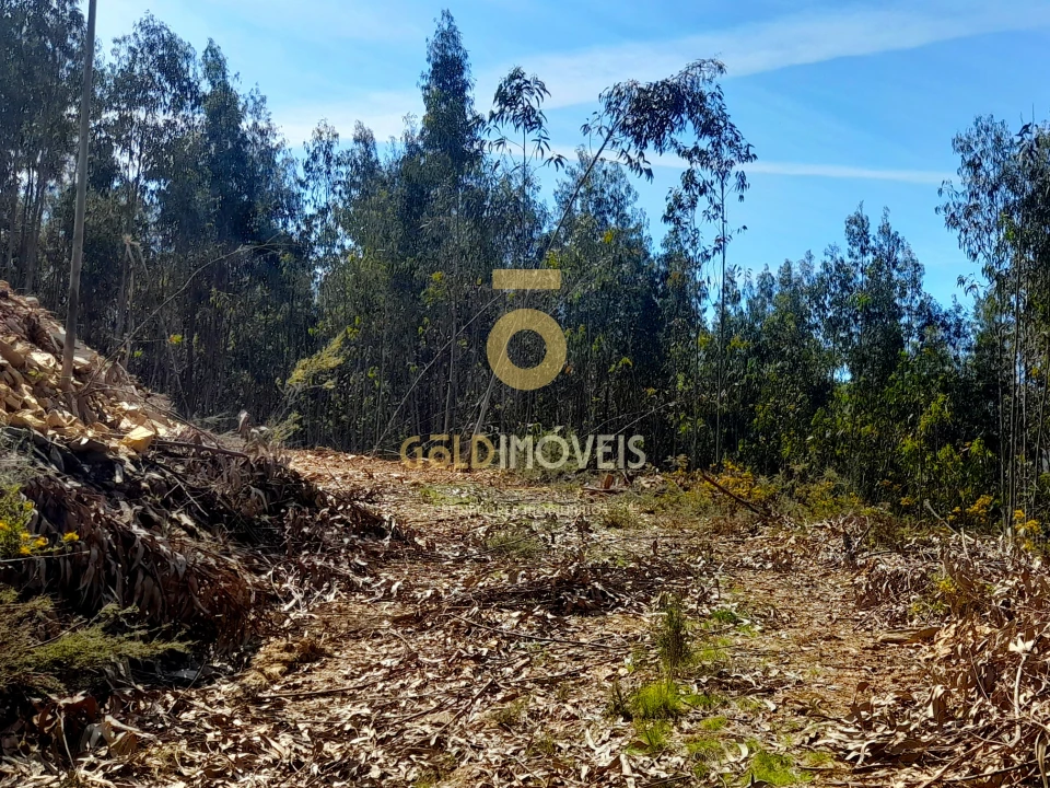 Terreno Agricola ou Rústico para Venda em Santa Maria de Sardoura Foto 5
