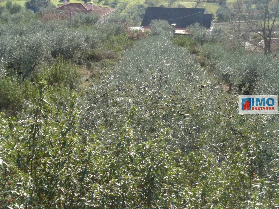 Quinta T0 para Venda em Alcaria Foto 18