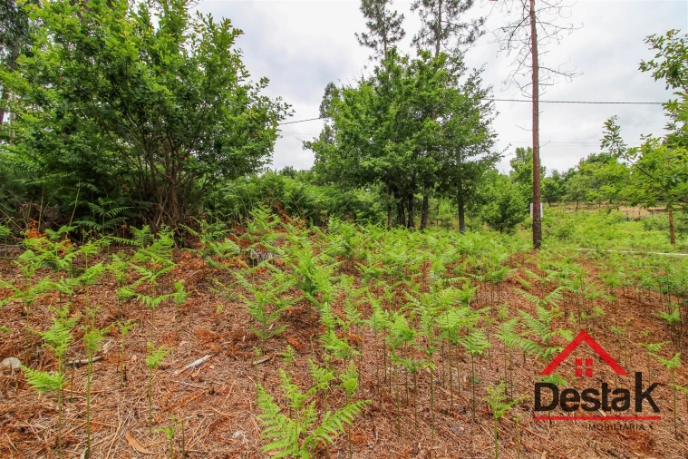 Terreno para Venda em São Pedro do Sul, Várzea e Baiões Foto 5