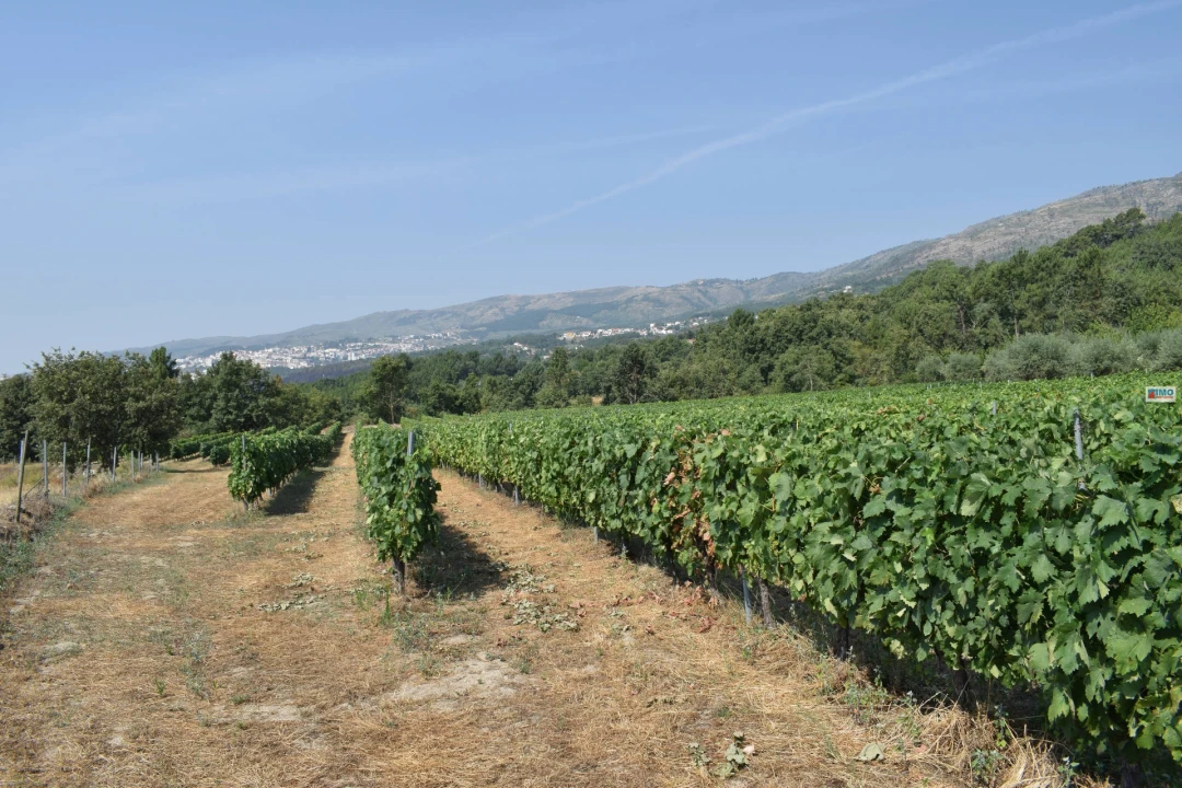 Quinta T4 para Venda em Teixoso e Sarzedo Foto 44
