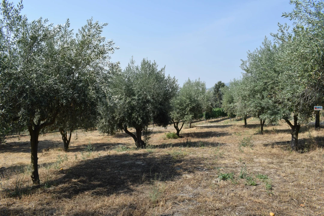 Quinta T4 para Venda em Teixoso e Sarzedo Foto 51