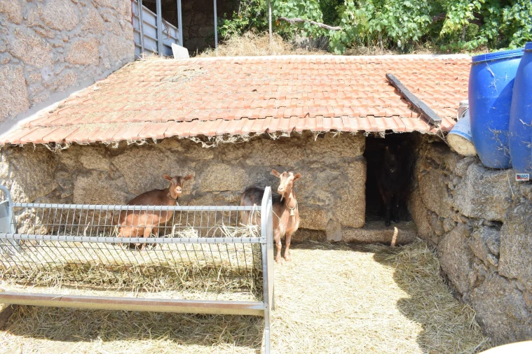 Quinta T4 para Venda em Teixoso e Sarzedo Foto 63