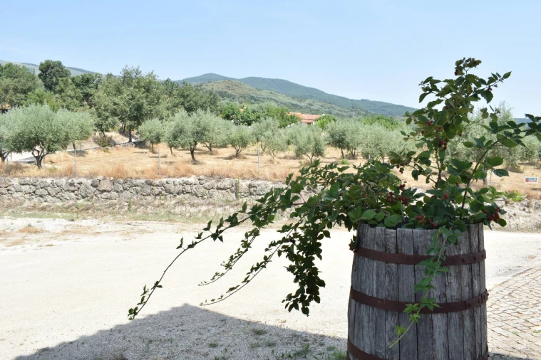 Quinta T4 para Venda em Teixoso e Sarzedo Foto 65