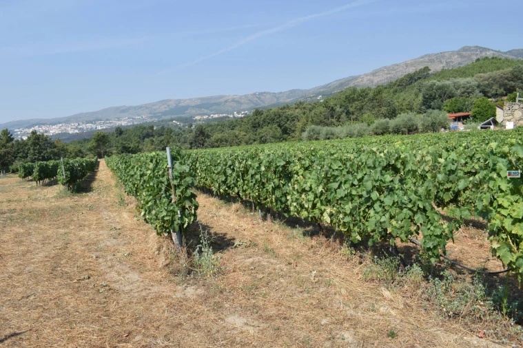 Quinta T4 para Venda em Teixoso e Sarzedo Foto 43
