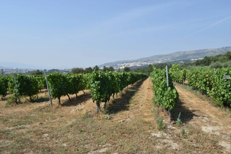 Quinta T4 para Venda em Teixoso e Sarzedo Foto 42
