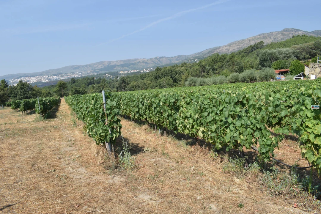 Quinta T4 para Venda em Teixoso e Sarzedo Foto 43
