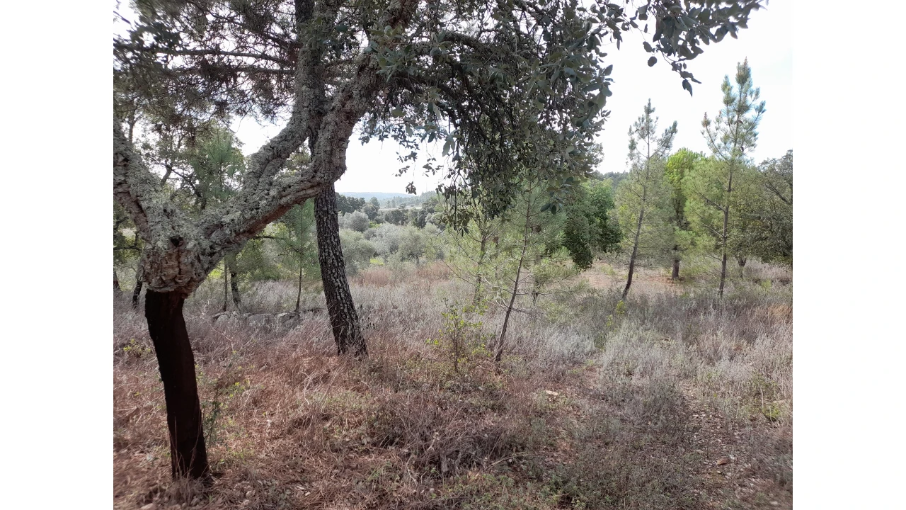 Terreno Agricola ou Rústico para Venda em Sarnadas de Rodão Foto 7