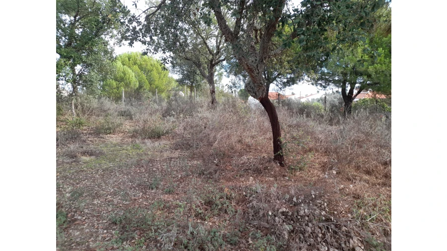 Terreno Agricola ou Rústico para Venda em Sarnadas de Rodão Foto 5